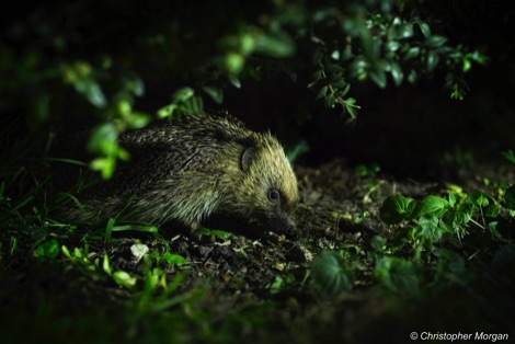 Hedgehog amongst green leaves